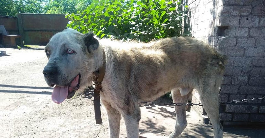 Жительнице Мариуполя украденного пса помогли найти из Австралии