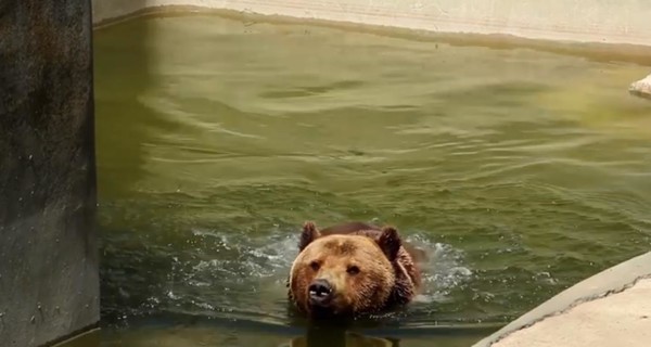 В Харьковском зоопарке показали, как спасают животных от жары