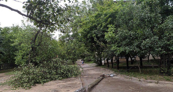 В Николаеве ураган повалил деревья и затопил улицы 