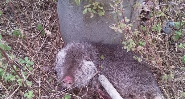 Два дня спасали бобра, оказавшегося домашней нутрией