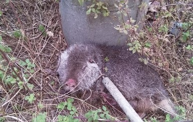 Два дня спасали бобра, оказавшегося домашней нутрией