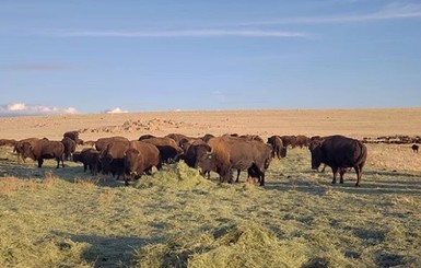 Американец пережил два нападения бизонов в заповеднике: 