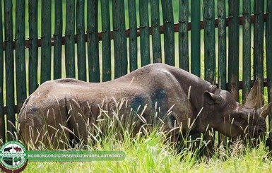 В Танзании умерла старейшая в мире самка носорога