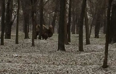 В Запорожье по заснеженному парку разгуливали верблюды