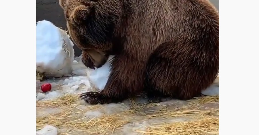 Как ребенок: в Мелитополе медведь с радостью набросился на подаренного ему снеговика