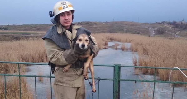 В Днепропетровской области спасли собаку из ледяного капкана