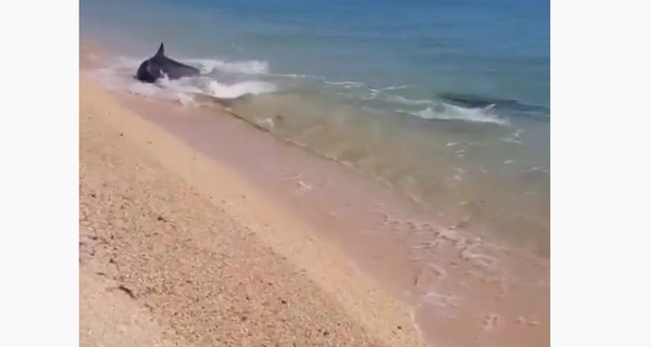 В Азовском море дельфины подплыли к самому берегу: их засняли очевидцы