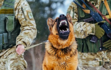 Пограничники - о достижениях служебных собак: Рейн нашел мигрантов из Индии, а Тайра маковую соломку