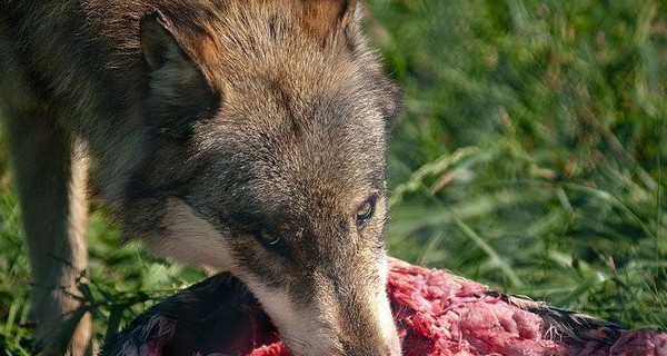 Селян Кировоградской области запугали волки