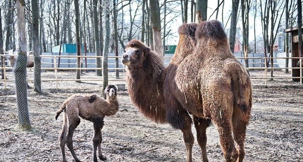 В харьковском экопарке родился милый кудрявый верблюжонок