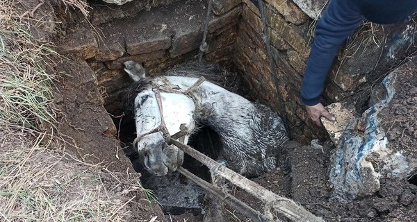 В Кривом Роге коня, упавшего в яму, вытаскивала пожарная машина