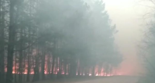 В Житомирской области лесной пожар выжег 5 сел