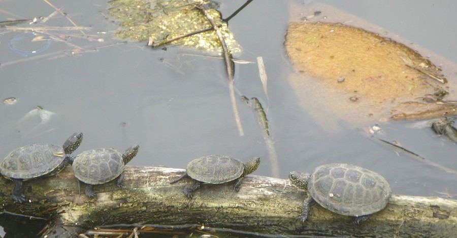 В Днепре черепахи и утки обзавелись семьями посреди мусора