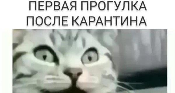 Ослабление карантина и его продолжение: актуальное о коронавирусе в мемах и шутках