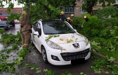 В Сумах рухнувшими деревьями раздавило 3 машины