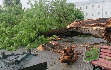 В Луцке непогода свалила легендарный 