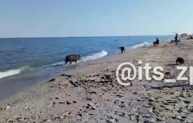 На выходных Днепр заполонили медузы, а в Азовском море туристов радовал плавающий кабан  