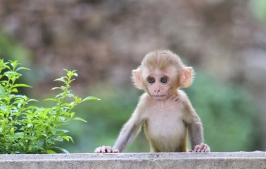 В Киеве запретят использовать животных для фото- и видеоуслуг