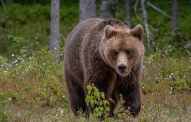 Самый разыскиваемый в Италии медведь снова сбежал