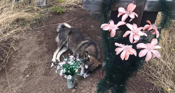 На Днепропетровщине собака три года живет на могиле умершего хозяина