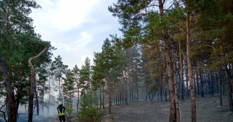 В Луганской области снова загорелся лес: огонь охватил площадь около 20 гектаров