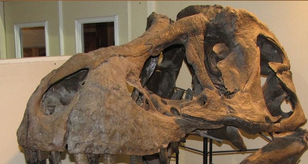 Уникальный скелет тираннозавра Стэна продали за рекордные 31,8 миллионов долларов