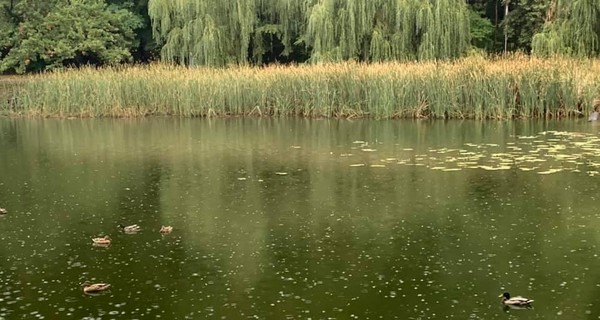 Все на природу: украинцам пообещали теплые и солнечные выходные