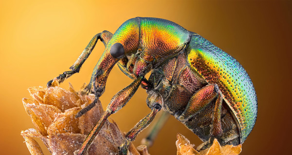 Искусство и наука: объявлены победители фотоконкурса Nikon Small World