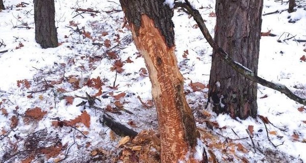 На Харьковщине стартовала бобровая перепись