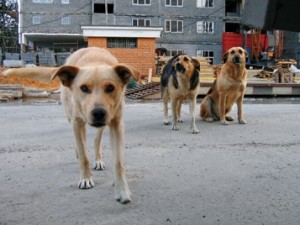 Коммунальщики начинают отстреливать всех бродячих собак 