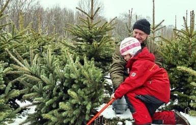 Цены на елки: самые дешевые в Харькове, самые дорогие – в Ивано-Франковске