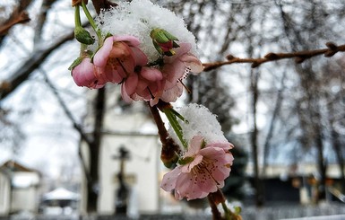 На Закарпатье зимой расцвела 