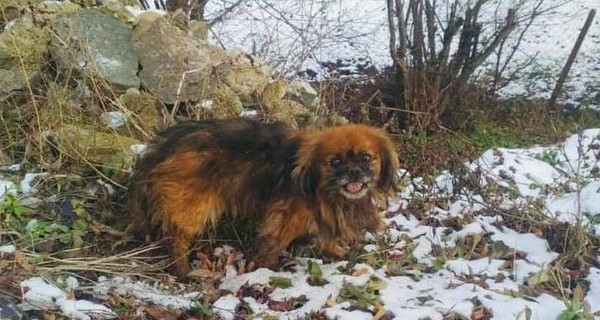 На Львовщине спасатели достали из реки собаку, которая просидела там три дня