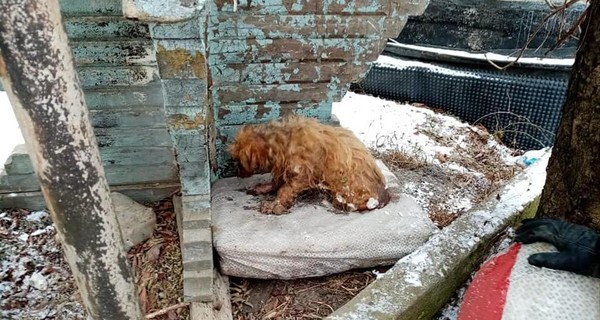 На Прикарпатье спасли собаку, которая примерзла ко льду в ручье