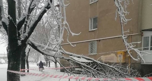 Снегопад в Одессе: рухнули 166 деревьев, движение по дорогам М-15 и М-16 - запрещено