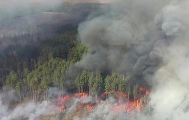 Рада передумала штрафовать за уничтожение лесов