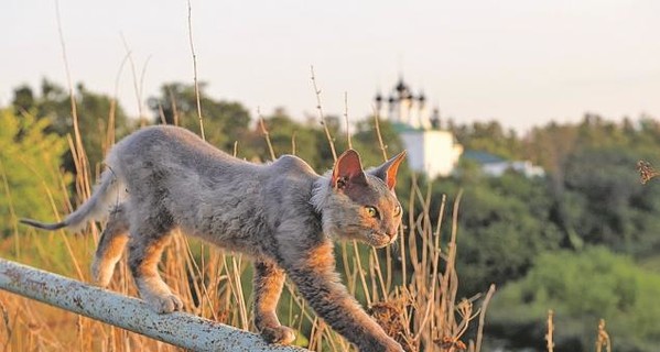 Возвращение Таши: история дружбы человека и кошки покорила соцсети