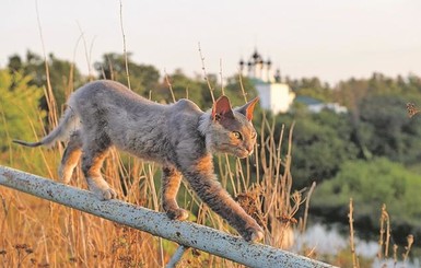 Возвращение Таши: история дружбы человека и кошки покорила соцсети