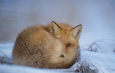 На Украину снова движется холод с ночными морозами и мокрым снегом