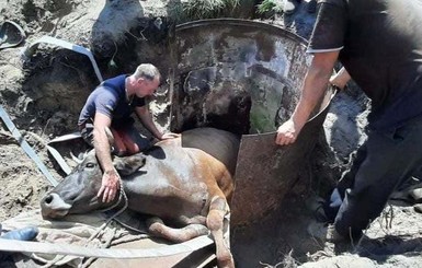 На Сумщине достали из бочки корову