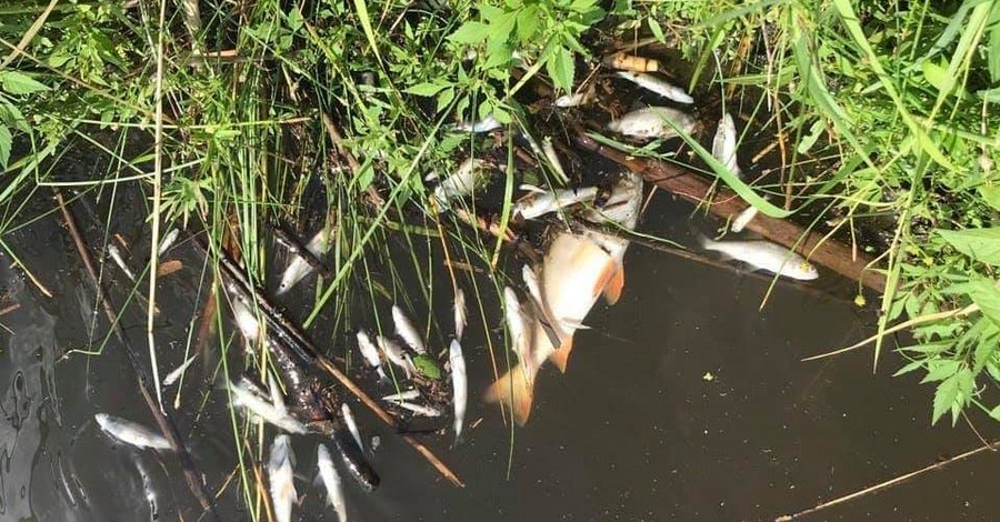 В Киевской области еще в одном водоеме начался мор рыбы