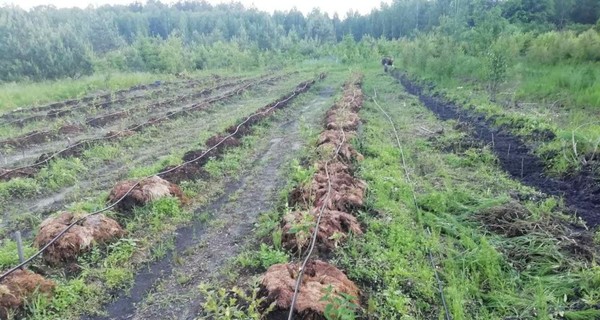 Климатический эксперимент: на севере Украины ученые посадили хурму и фундук