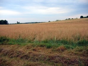 Пожары грозят оставить Донбасс без хлеба 