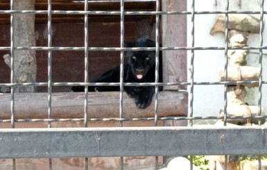 Под Полтавой в экопарке пантера набросилась на мужчину, пострадавшего прооперировали