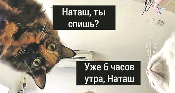 «Наташ, ми все упустили» та «Красиве»: звідки з'явилися меми про котиків