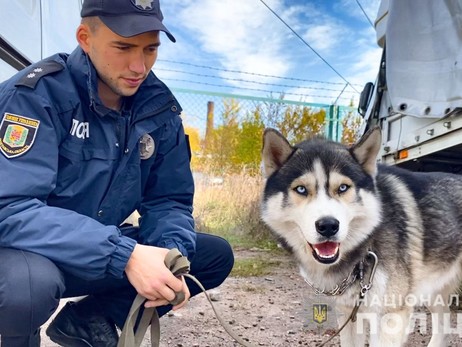 Хаскі-чемпіона в Полтаві врятували поліцейські: чекав господаря на місці аварії