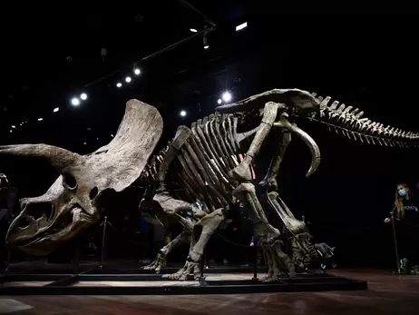 Скелет трицератопса на прізвисько «Великий Джон» продали в Парижі за рекордну ціну