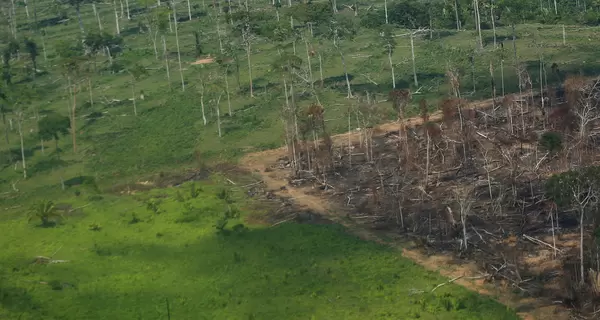 Власти Индонезии засомневалась в данном на COP26 обещании покончить с вырубкой лесов