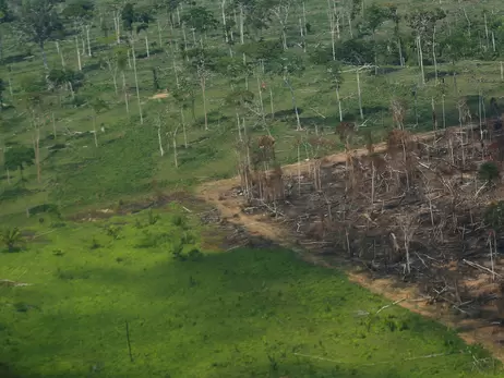 Влада Індонезії засумнівалася в даній на COP26 обіцянці покінчити з вирубкою лісів