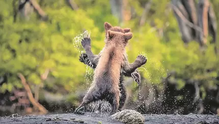 Найсмішніше фото дикої природи: переможці конкурсу Сomedy Wildlife Photo Awards